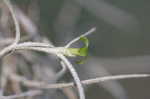 Spanish moss